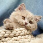 Гороскоп для всіх знаків зодіаку на вихідні 19-20 липня 2025 року