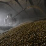 Китай скоротив закупівлі російської пшениці у 16 разів